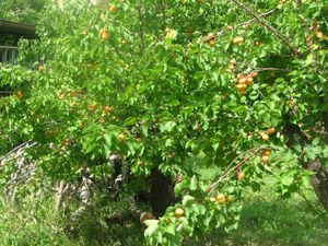 2010.06.16 Abricots chez Noris4