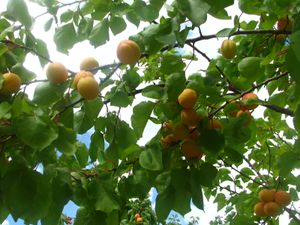 2010.06.16 Abricots chez Noris5