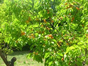 2010.06.16 Abricots chez Noris7