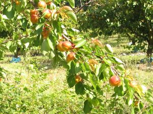 2010.06.25 Abricots1