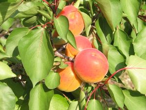 2010.06.25 Abricots3