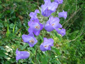 2010.06.25 Fleurs bleues