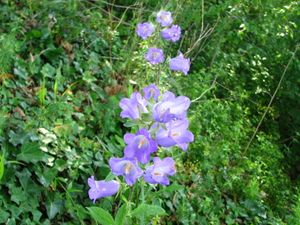 2010.06.25 Fleurs bleues1