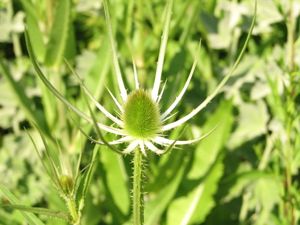 2010.06.25 Jeune chardon1