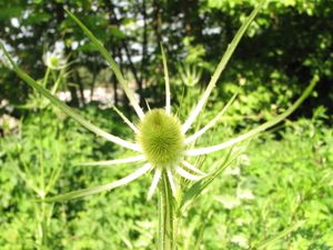 2010.06.25 Jeune chardon2