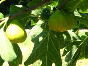 2010.07.21 Des figues1