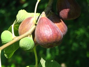 2010.07.21 Des figues2