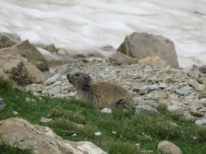 5 Allos lac petite Cayolle marmotte