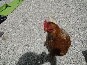 gr52 j3 refuge de Nice poule