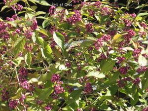 JARDINAGE 1315