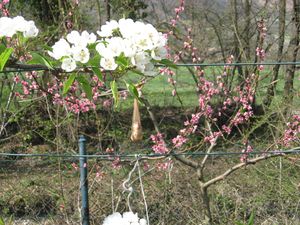 JARDINAGE 1550