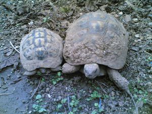 Les tortues au printemps
