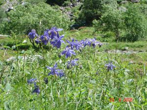 Ancolie - Lacs Bleu et Vert de Bagnères 2008