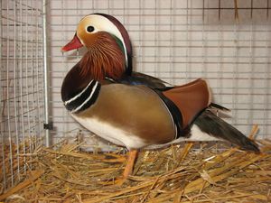 Lestelle-2011-pigeons-. 6868