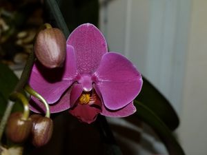 10eme-orchidee.JPG