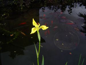 Iris pseudocorus