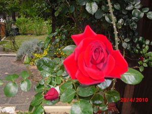 ROSE-.JPG