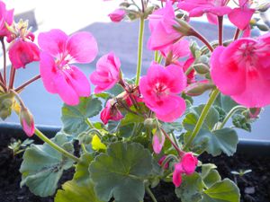 fleurs1