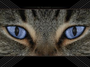 chat
