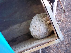 éradication d'un nid de gupes dans une remorque (-copie-1