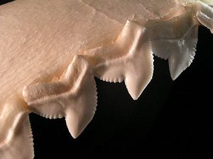 Galeocerdo cuvier dents