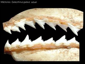 machoires-Galeorhinus-actuel.jpg