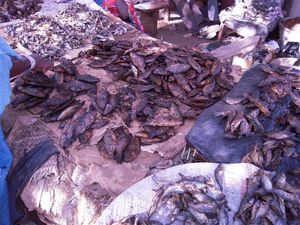 Mali 0890 - poisson du Niger séché