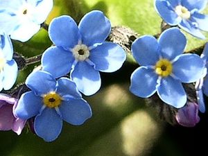 myosotis01.jpg
