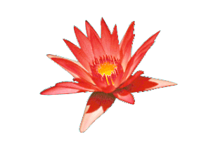 lotus-rouge