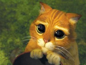 chat-potter.jpg