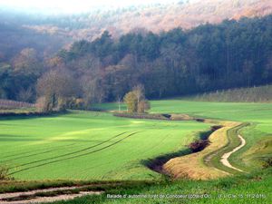 forêt de Concoeur