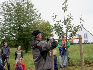 ObstbaumNaturfreunde 09 Zurueckschneiden Krone 4 Herunterbi