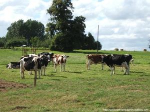 Les-vaches-laitieres-641687-L.jpg