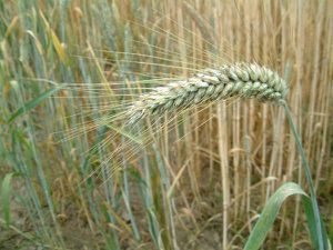 triticale