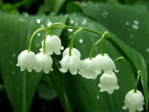Muguet.jpg
