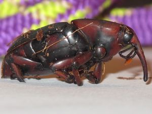 Rynchophorus ferrugineus femelle