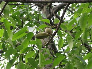 405px-Bombax-ceiba-Hong-Kong-12