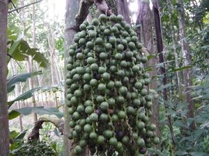 Taorang-fruits.jpg