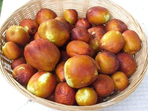 jujube3.jpg