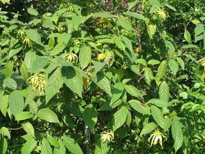 ylang fruitd