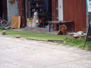 le village (3)