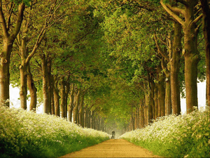 allée des arbres