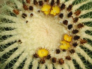 Echinocactus-grusonii--4-.JPG