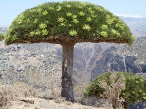 Suppculentarium---Pozsgaskerteszet.-SOCOTRA---2-.jpg