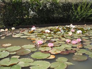 DSCF6070