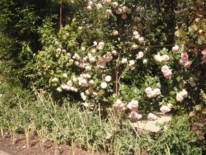 DSCF6072