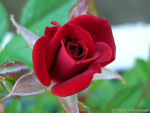 Rose_Rouge_en_bouton-1024.jpg