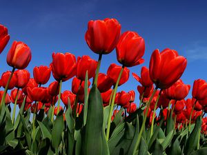 champs-tulipes-pays-bas-131791-1.jpg