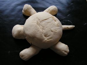 tortue (3)