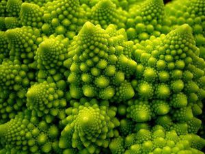 fractal romanesco